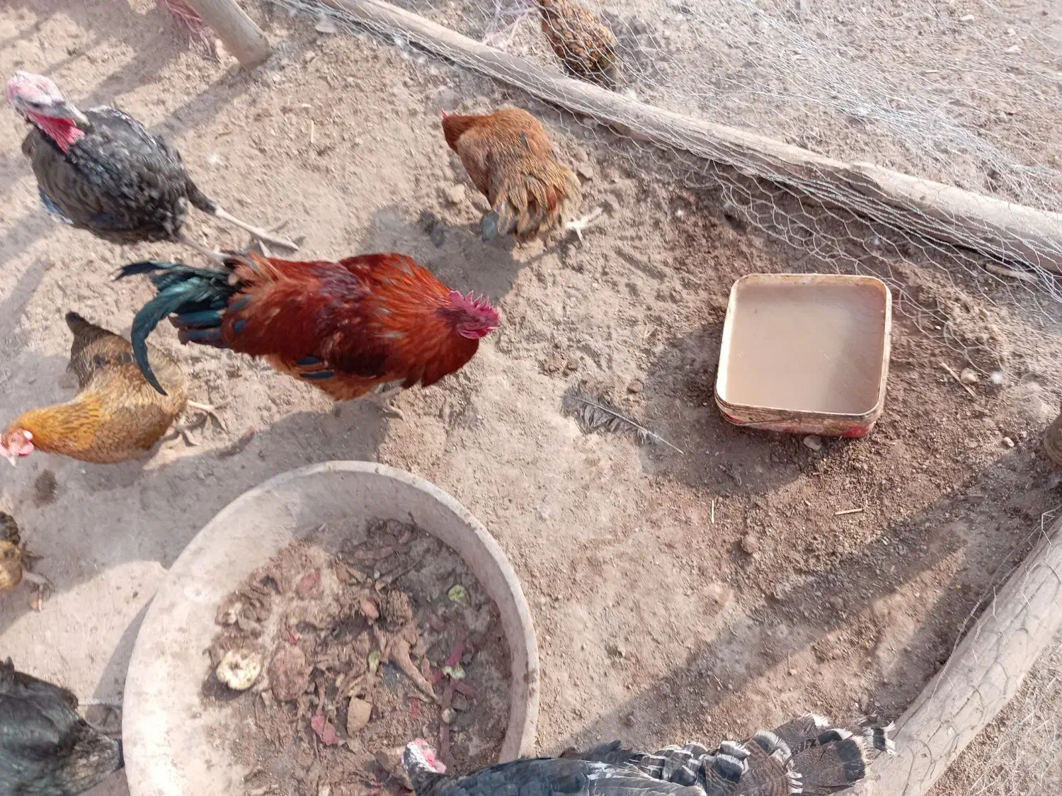 خروس 3تا بوقلمون2تا مرغ شاخدار2تامرغ مینیاتوری|پرنده|دشتابی, |دیوار