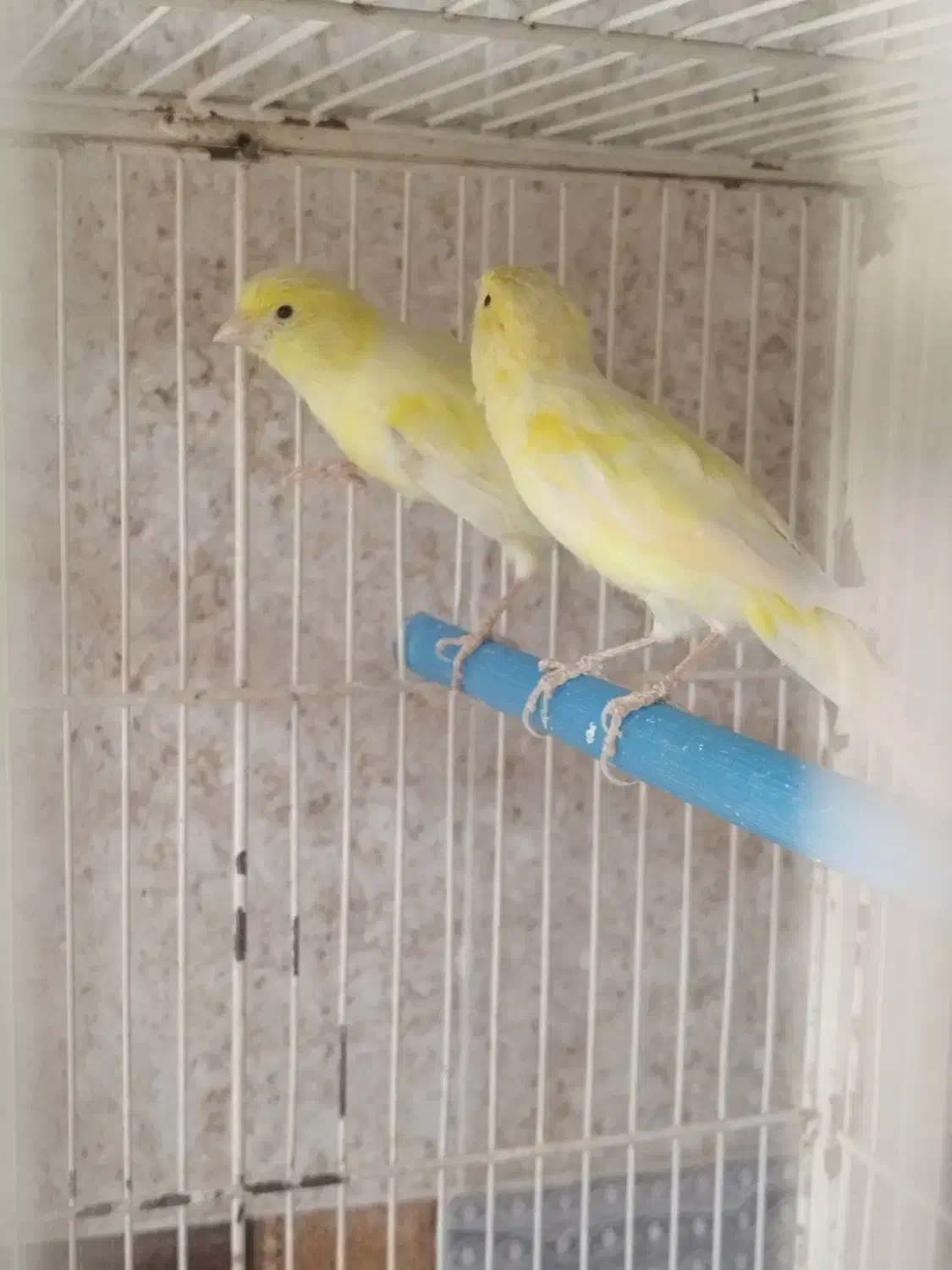 سهره|پرنده|کازرون, |دیوار