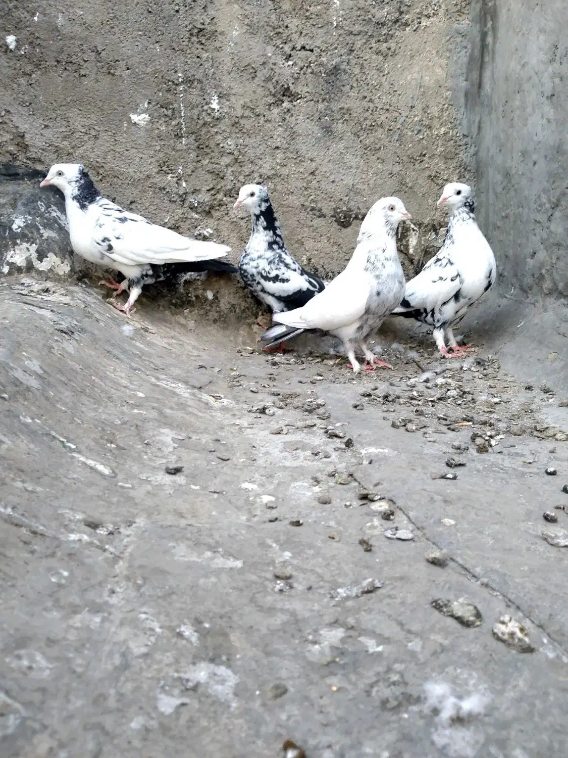 کبوتر. دمبی|پرنده|شیراز, تاچارا|دیوار