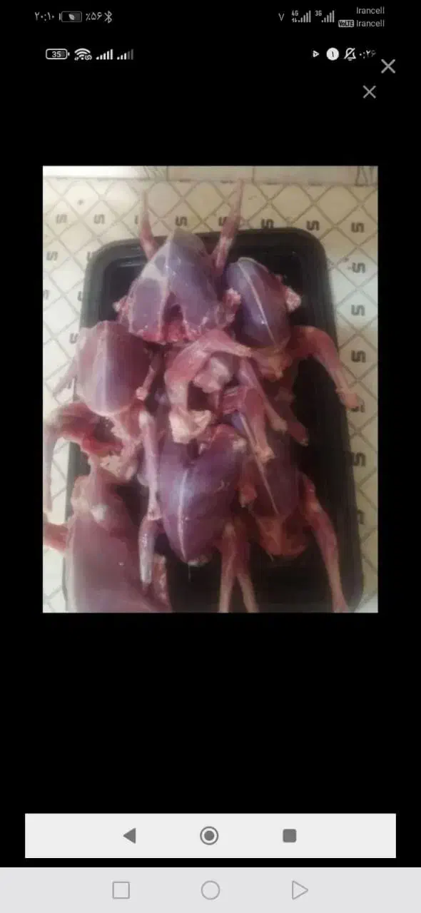 گوشت کبوتر|خوردنی و آشامیدنی|اهواز, کوی سعدی|دیوار