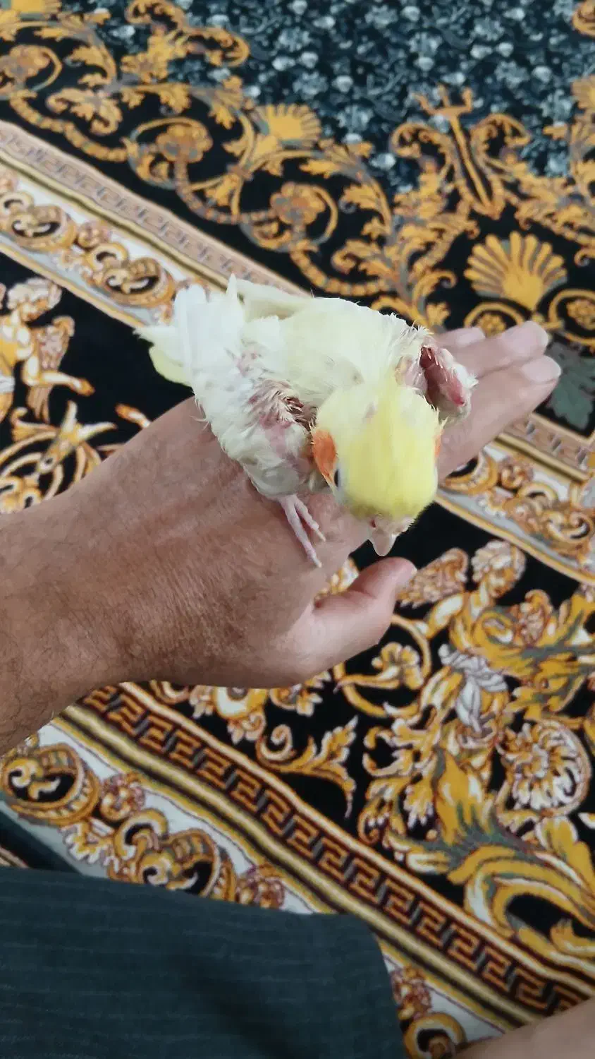 عروس هلندی|پرنده|قم, ولیعصر|دیوار