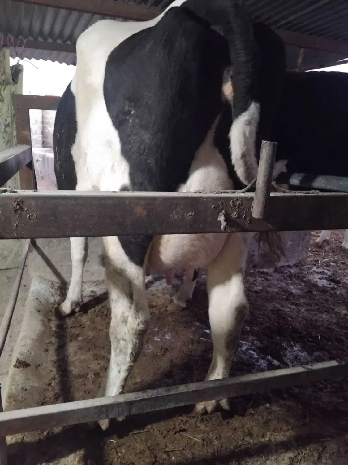 تلیسه گاو شیری  شکم اول به شرط ۳۰ کیلو شیر|حیوانات مزرعه|تربت جام, جلگه موسی آباد|دیوار