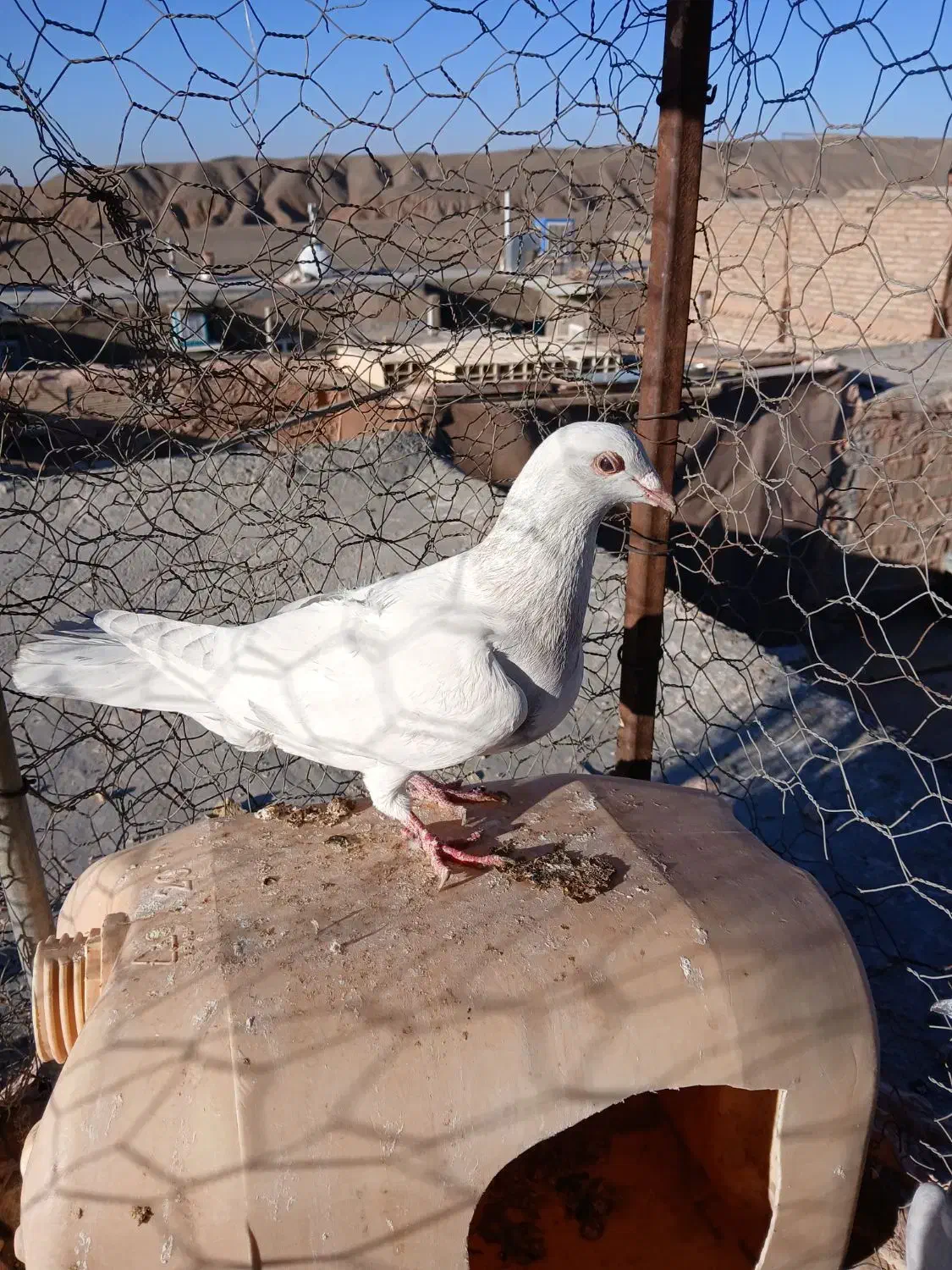 ۳تا گرفتنی|پرنده|سبزوار, رضوی|دیوار