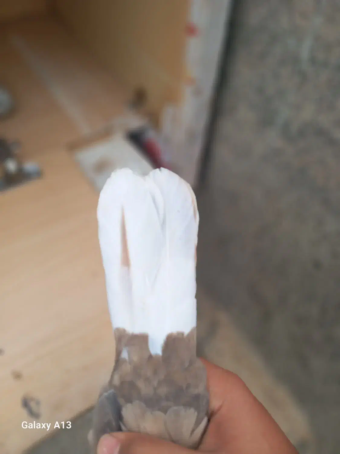 جفت کفتر قره مشگی دمسفید ماده با کله دمسفید نر|پرنده|مشهد, قائم|دیوار