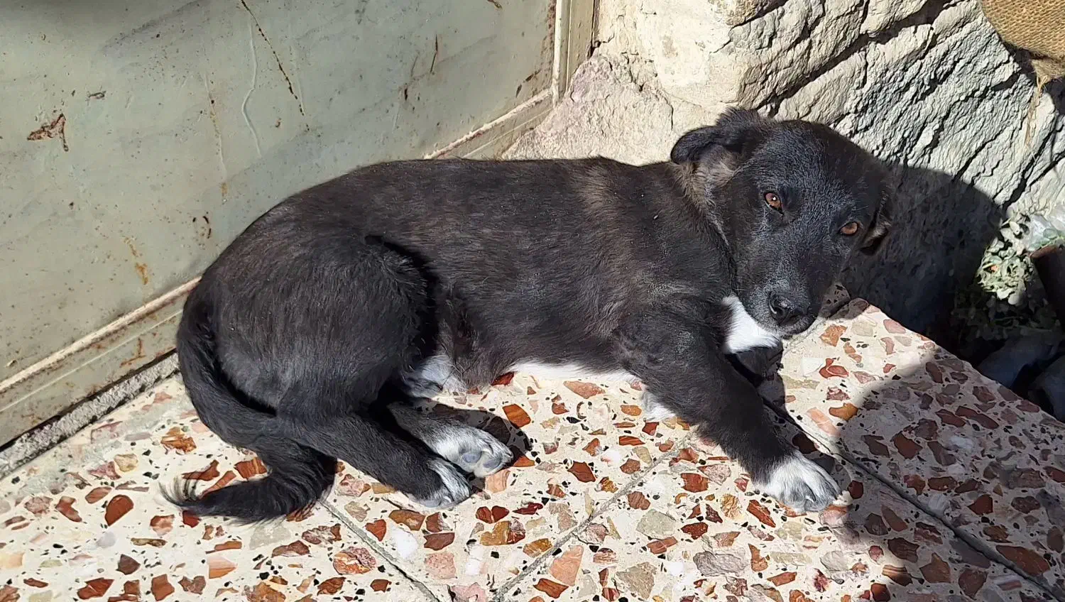 سگ توله|سگ|شیروان (خراسان), |دیوار