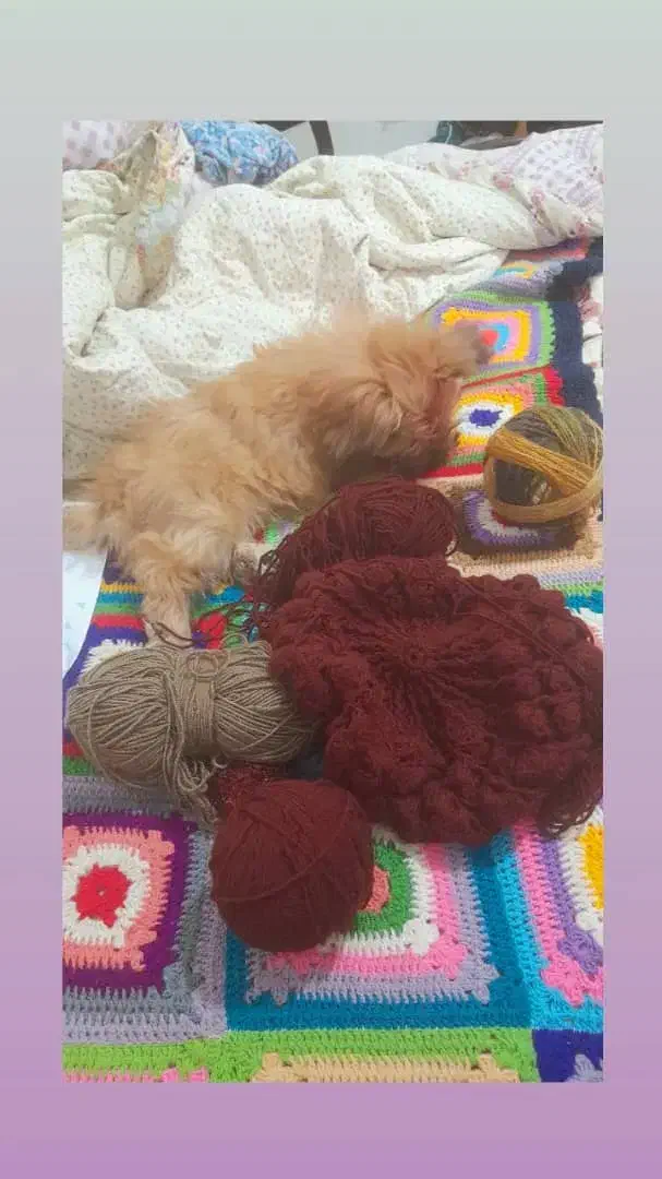 سگ شیتزو|سگ|کرمانشاه, |دیوار