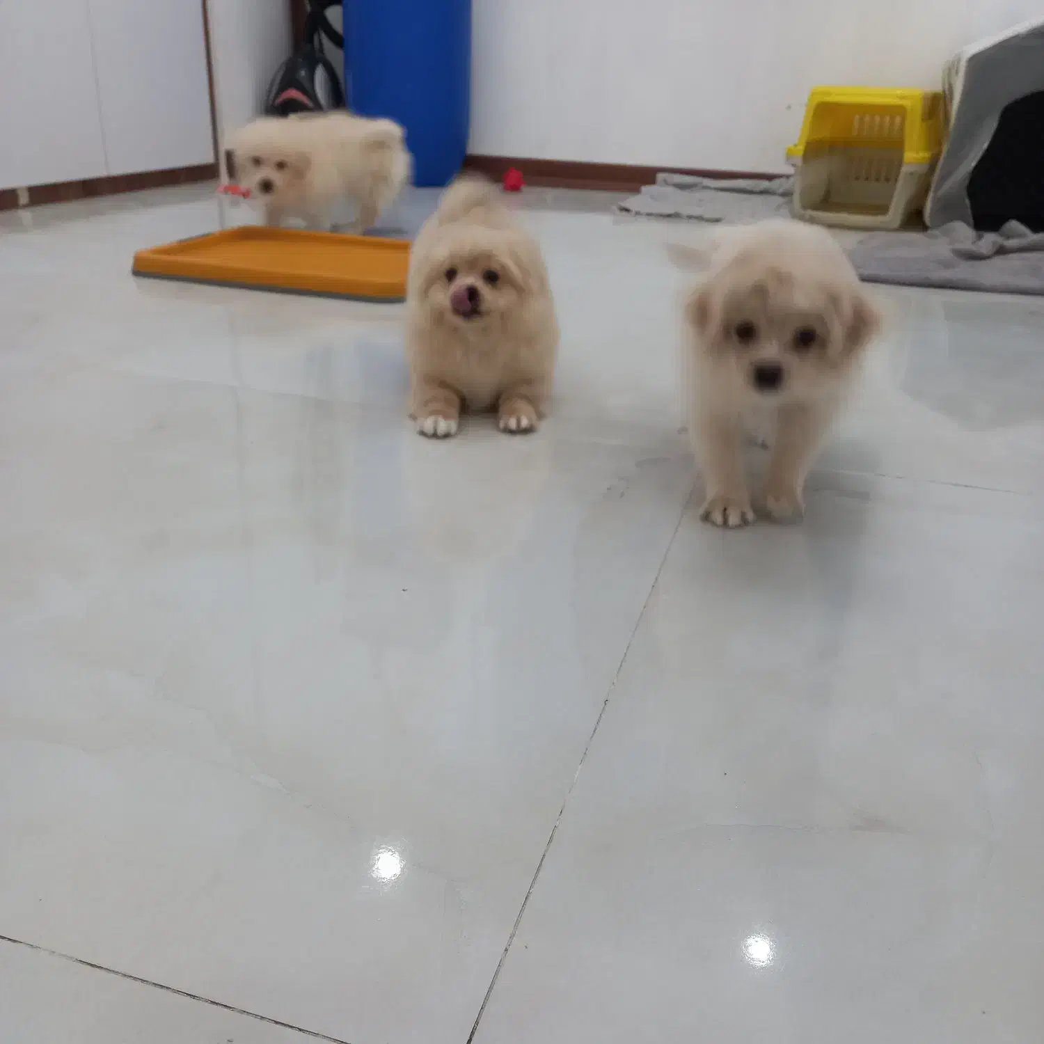 سگ پامراین میکس|سگ|فردیس, فردیس|دیوار