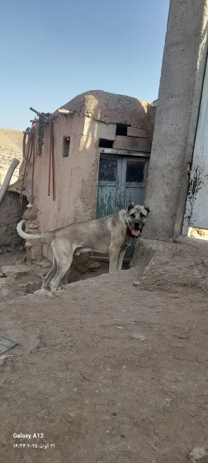 سگ سرابی|سگ|زنجانرود, |دیوار