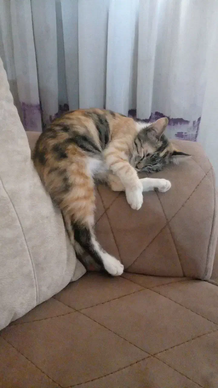 پیشی گربه|گربه|مشهد, نظام دوست|دیوار