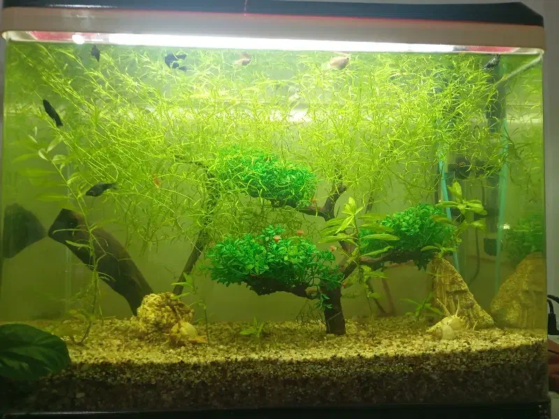 فروش آکواریوم شیشه خم|ماهی|اشنویه, |دیوار