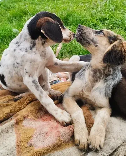 سگ شکاری عالی جفت ماده|سگ|خشکبیجار, |دیوار