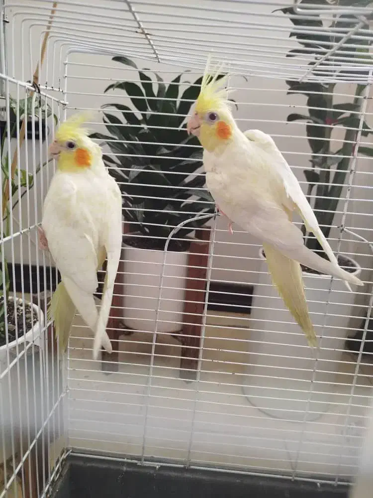 یک جفت عروس هلندی لوتینو|پرنده|فریدونکنار, |دیوار