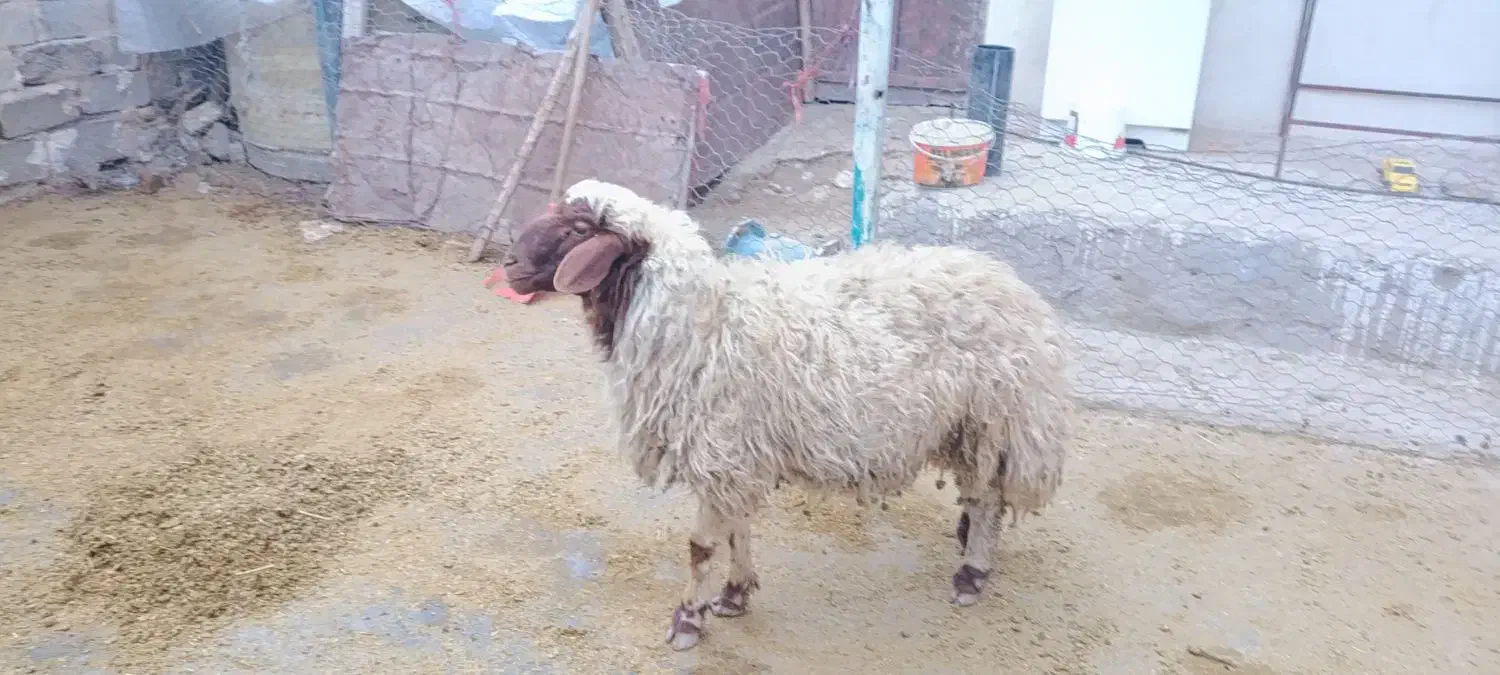 بره قوچ|حیوانات مزرعه|زاغه, |دیوار