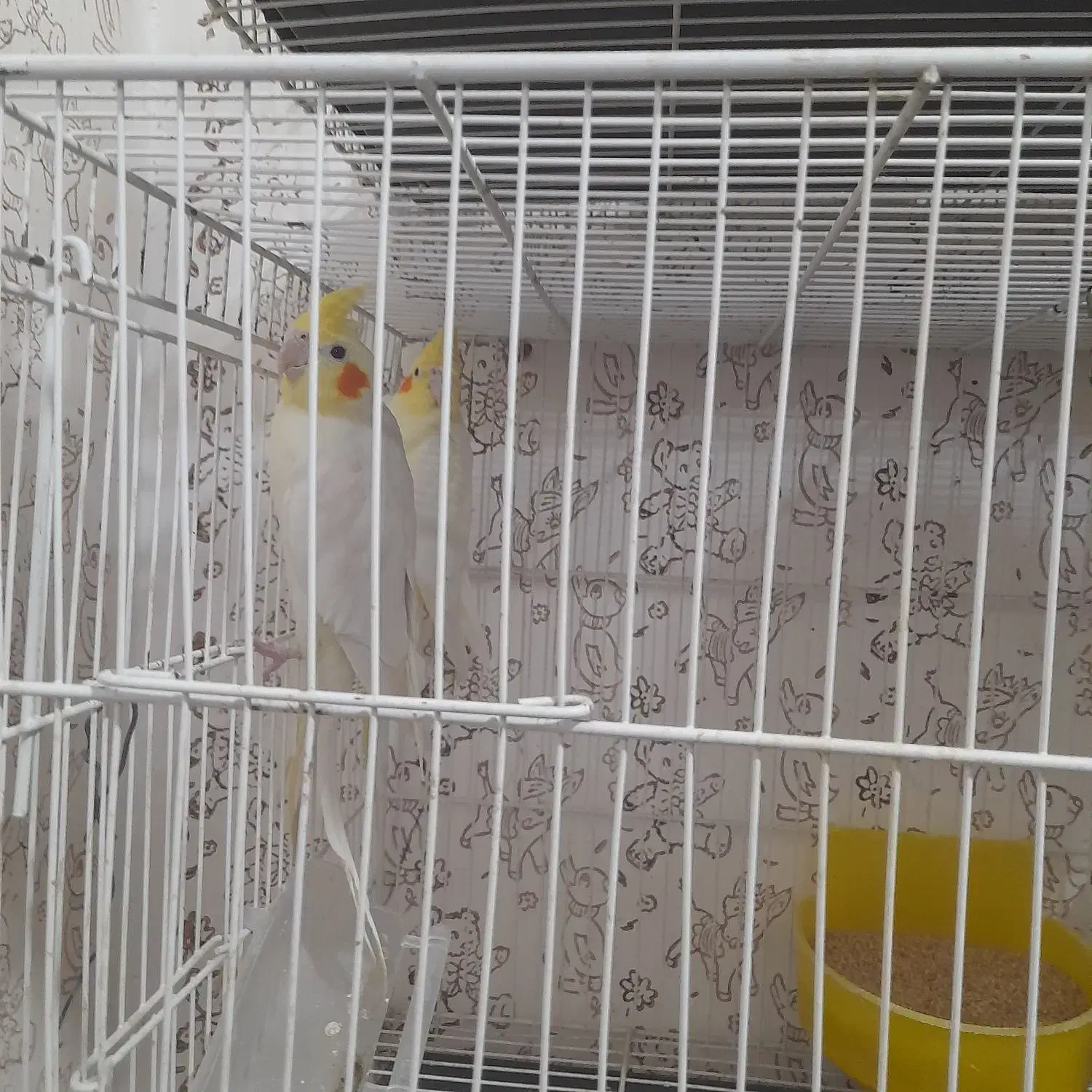 دوجفت عروس هلندی مولد. فروشی.|پرنده|بم, |دیوار