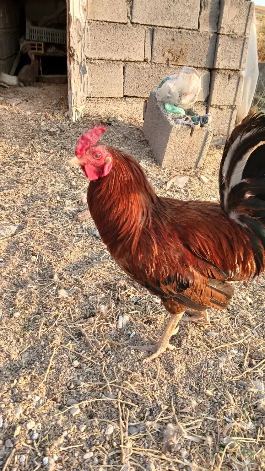 فروش خروس اصیل کردی|حیوانات مزرعه|جوانرود, |دیوار