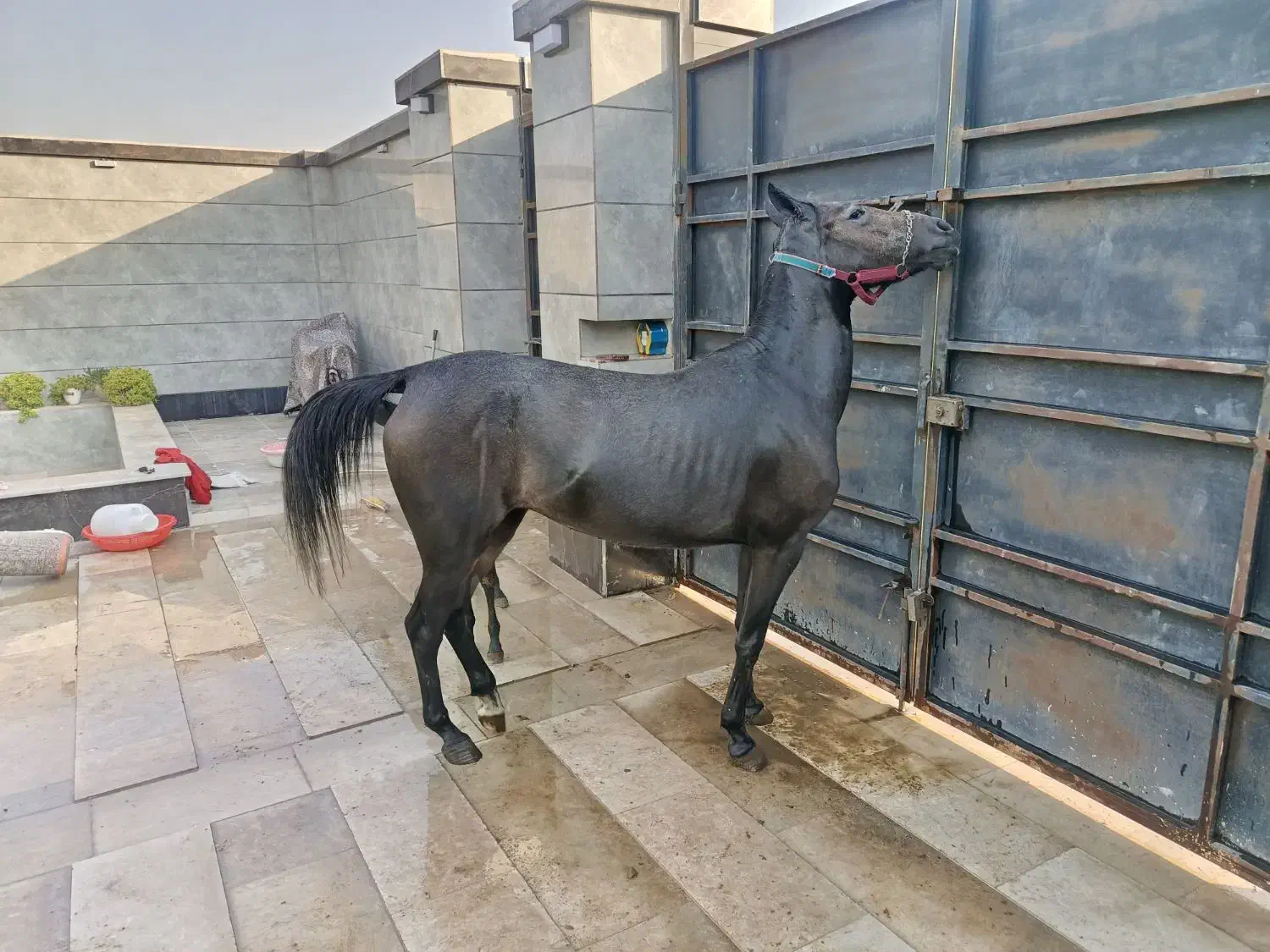 اسب کرد|حیوانات مزرعه|ماهدشت, |دیوار