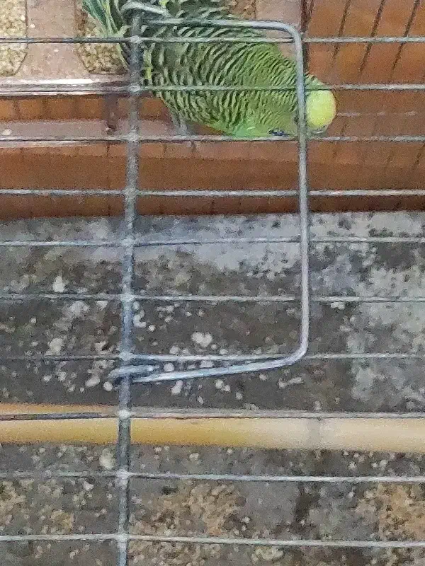 فروش مرغ عشق بالغ|پرنده|داراب, |دیوار