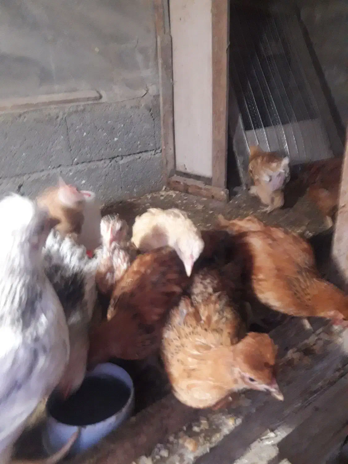 فروش تعدادی جوجه محلی وکاکلی|حیوانات مزرعه|لنگرود, |دیوار