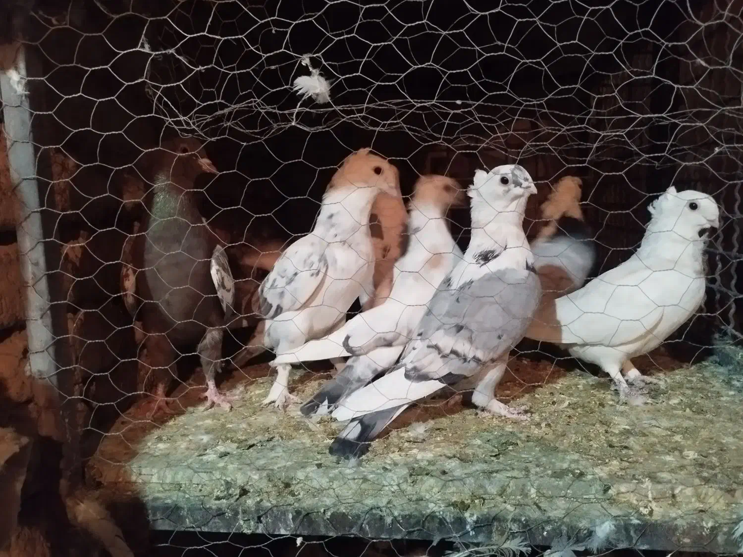 بلژیکی سفید موشی فر|پرنده|یزد, |دیوار