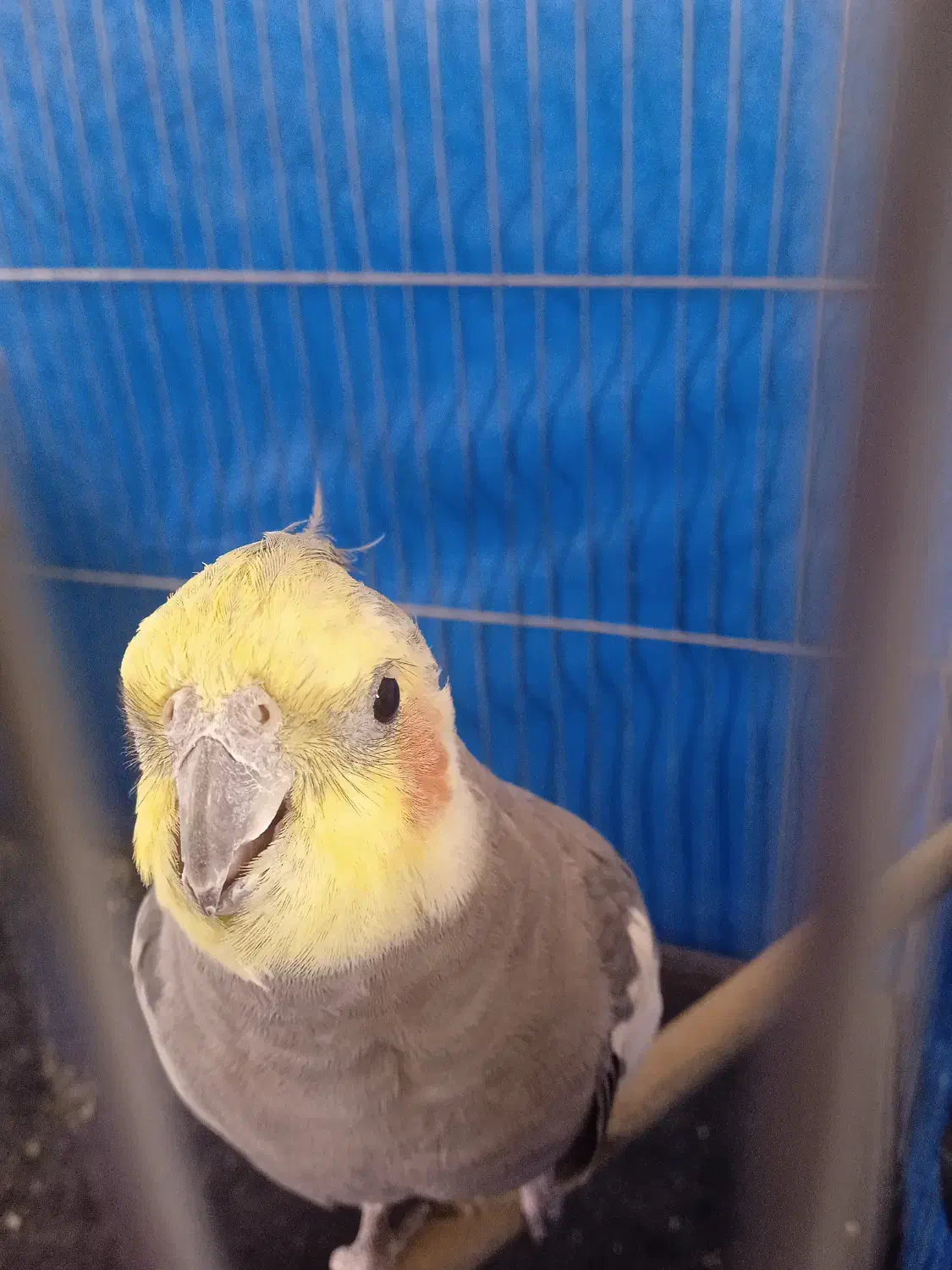 عروس هلندی نر|پرنده|فولادشهر, مسکن مهر فولادشهر|دیوار