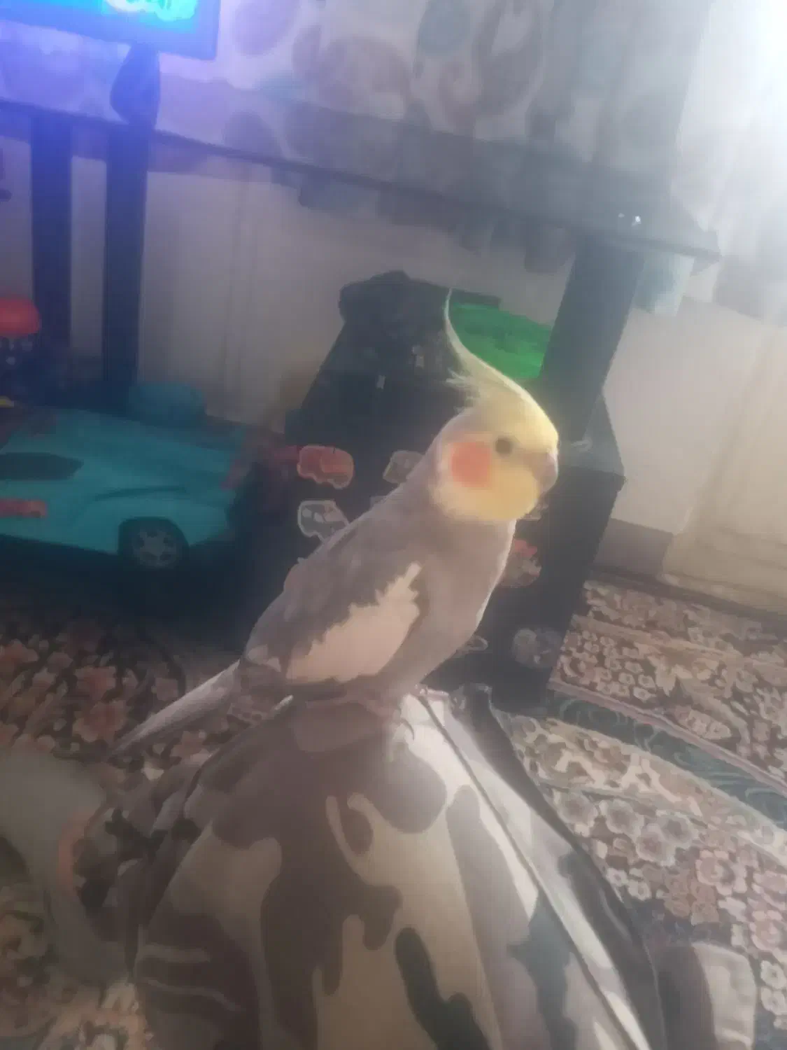 عروس هلندی نر سخنگو|پرنده|فردیس, شهرک ۱۱۰|دیوار