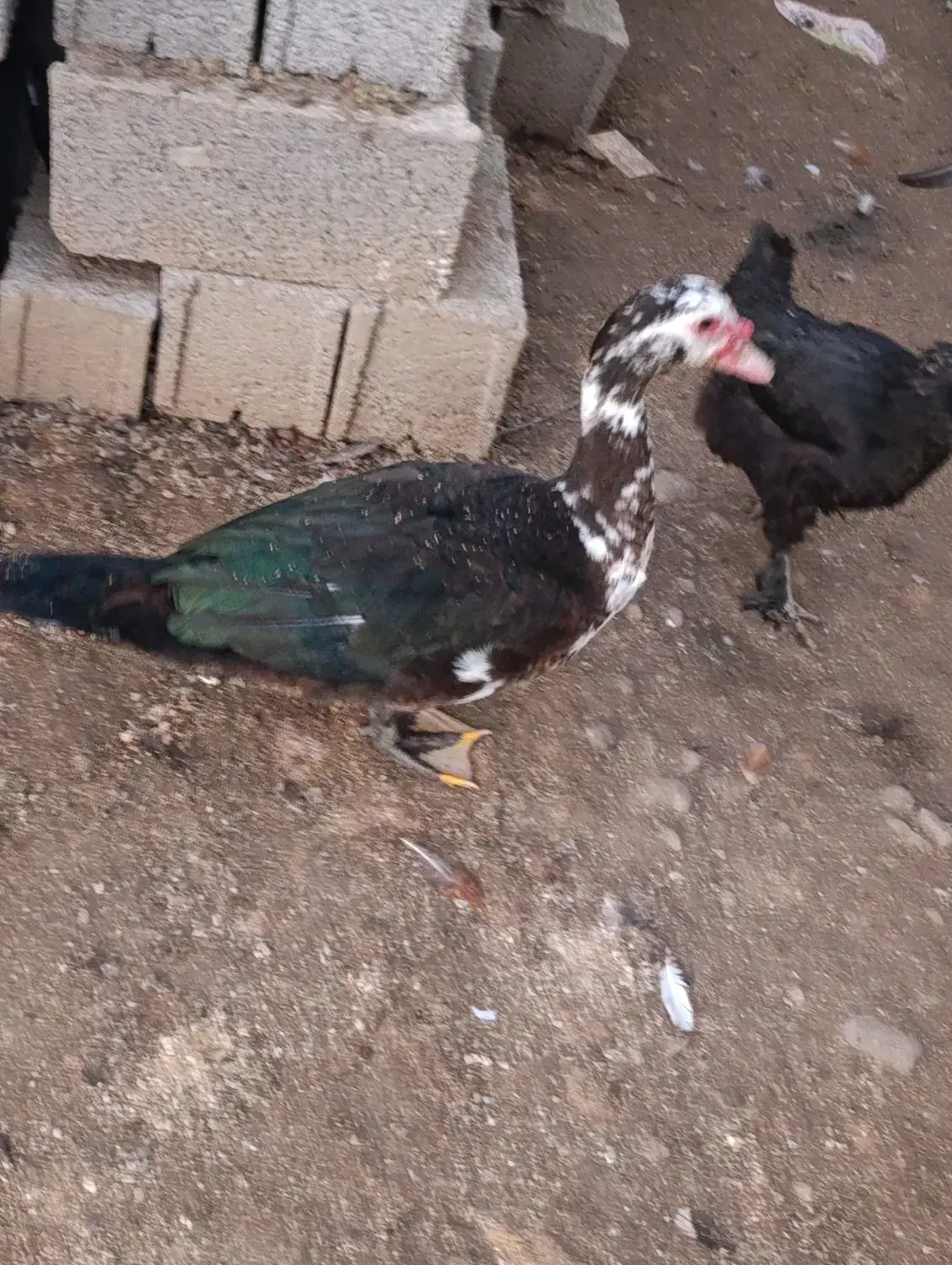 اردک نر|حیوانات مزرعه|املش, |دیوار