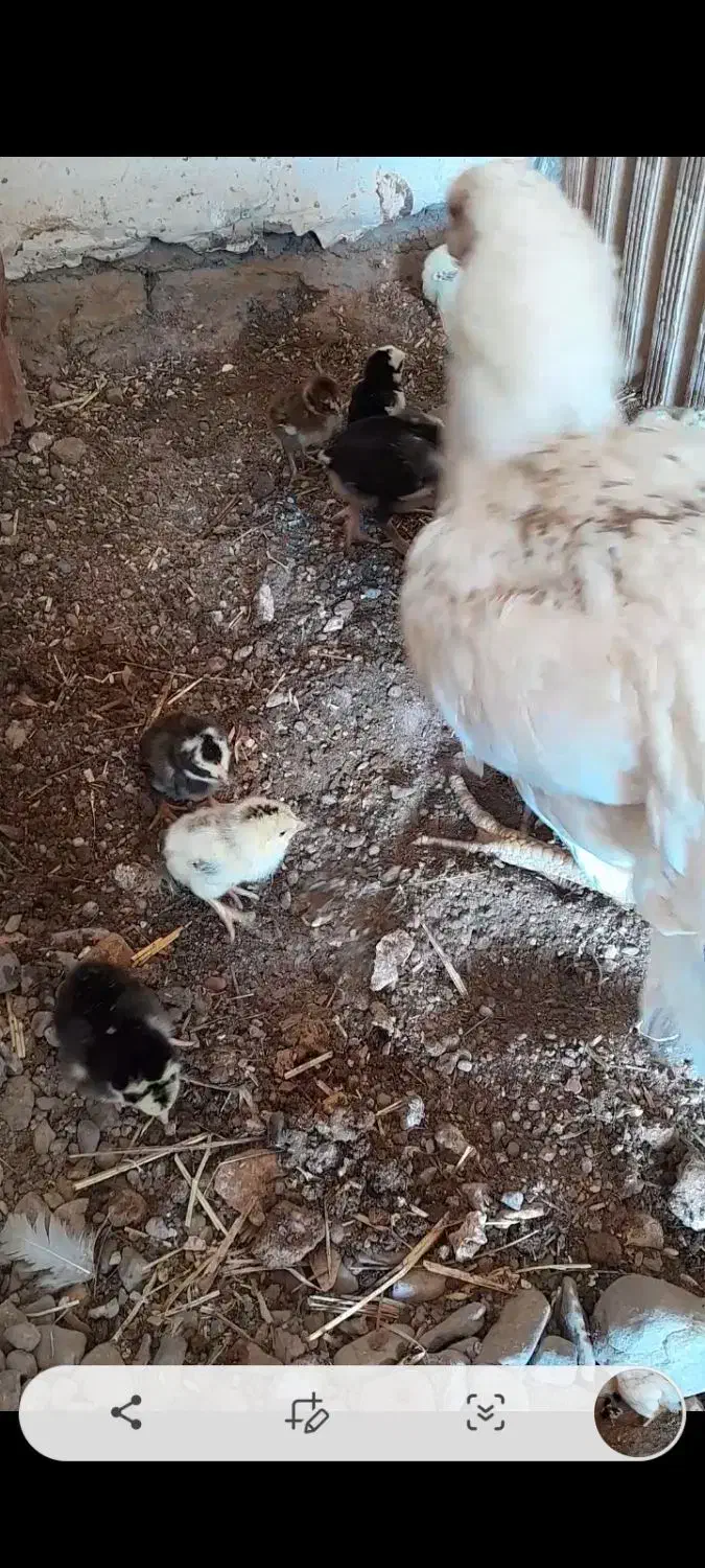 مرغ با۱۰جوجه لاری|حیوانات مزرعه|بالا ولایت, |دیوار