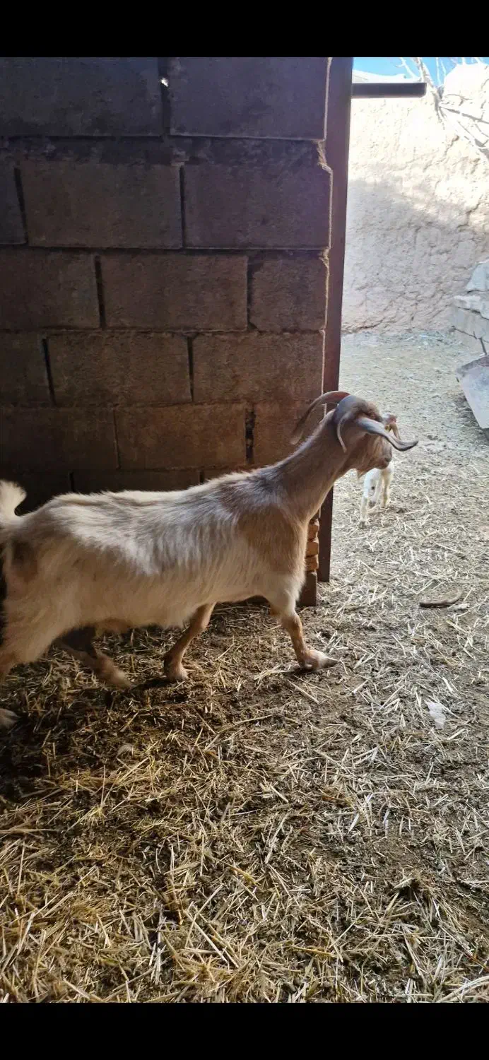 فروش ۴راس بز|حیوانات مزرعه|آباده, |دیوار