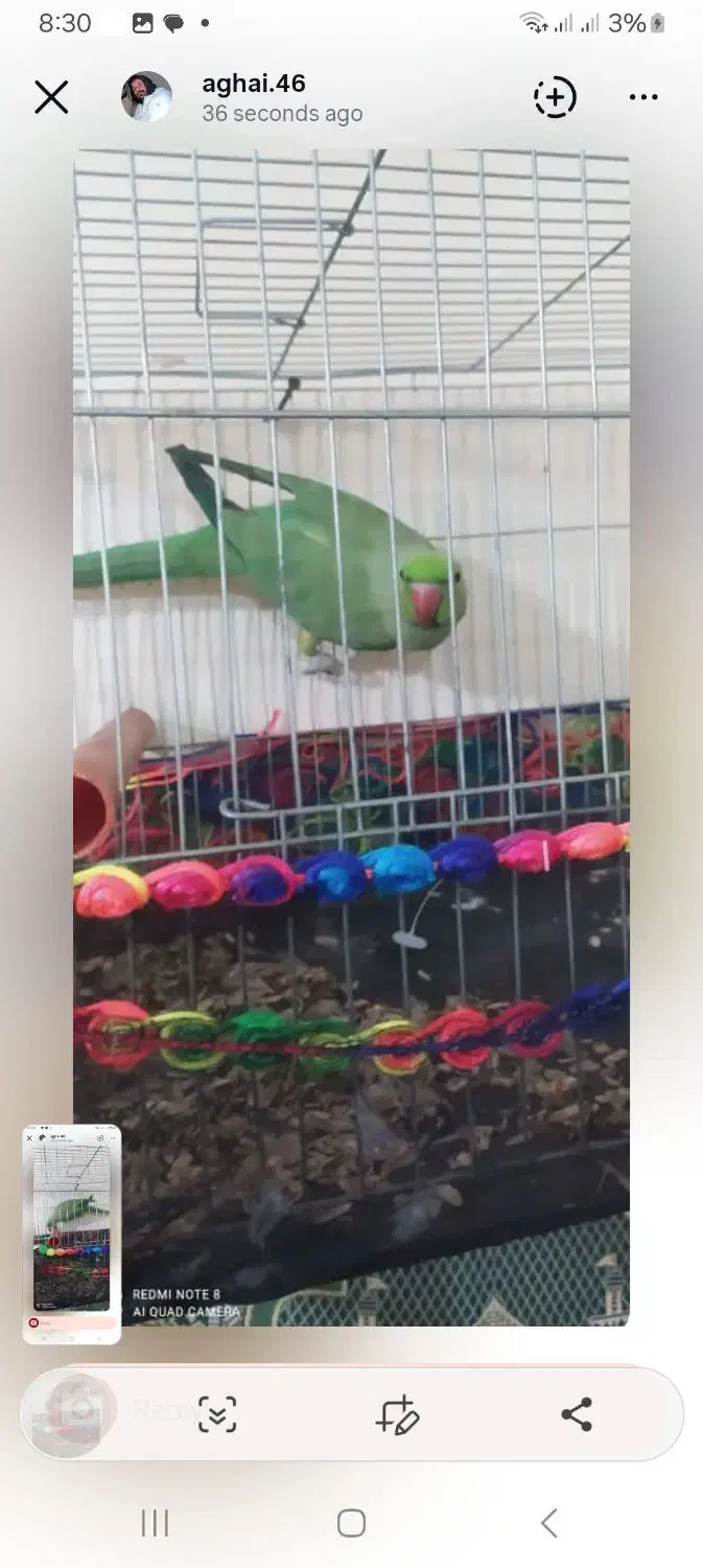 طوطی ملنگوی|پرنده|اسفراین, |دیوار