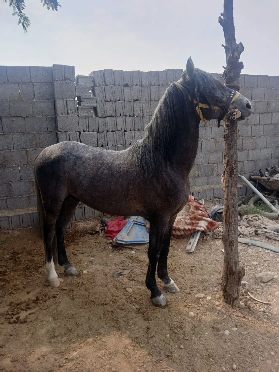 اسب نیله|اسب و تجهیزات اسب‌سواری|شبانکاره, |دیوار