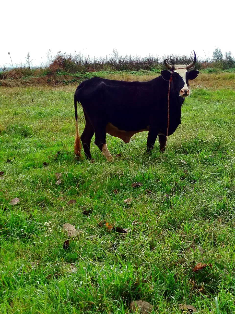 گاو چالوسی شیری با گوساله|حیوانات مزرعه|رشت, رودبارتان|دیوار