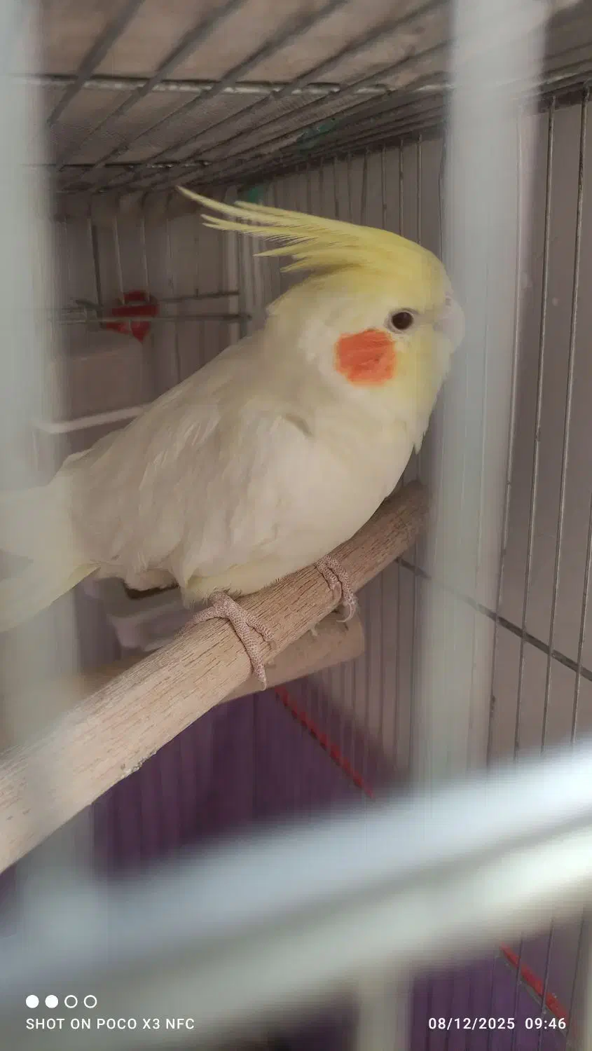 جوجه عروس هلندی ویکی ماده یک ساله|پرنده|خمین, |دیوار