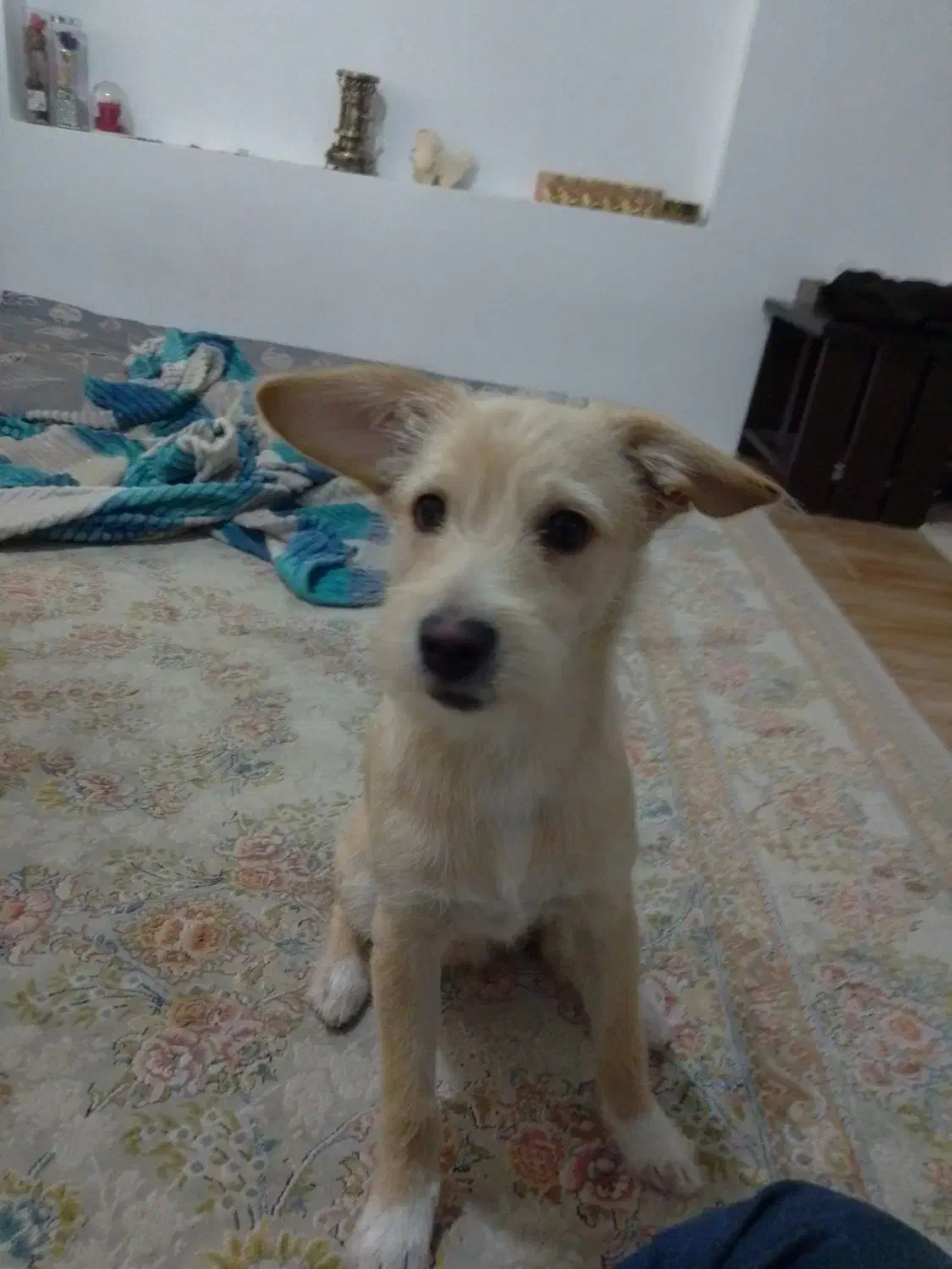 میکس تریر اشپیتز|سگ|مشهد, حضرت حجت|دیوار