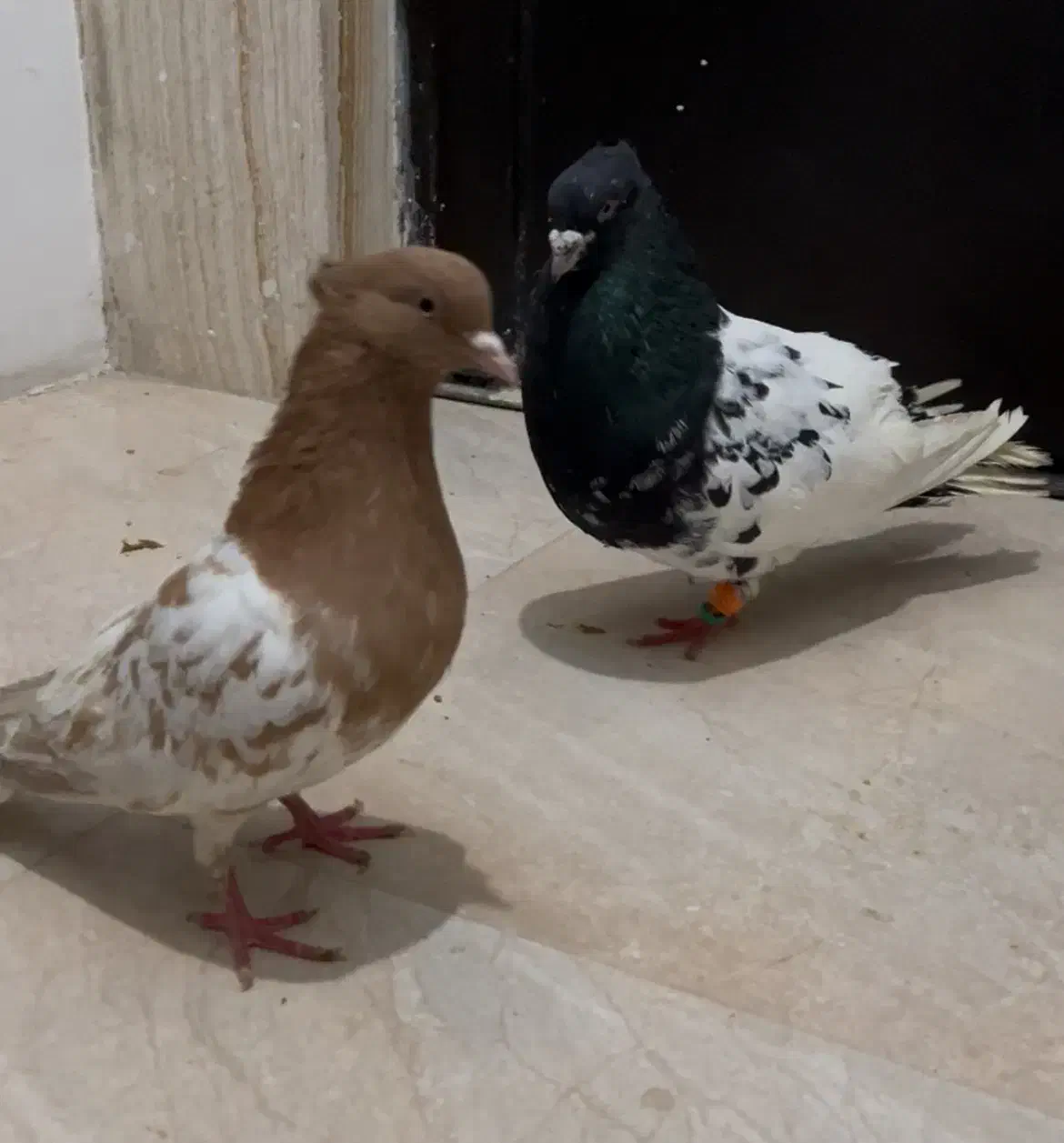 سه تا کله|پرنده|شیروان (خراسان), |دیوار