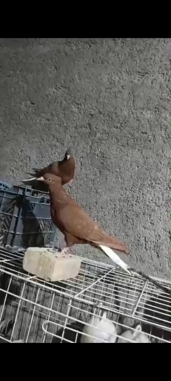 کبوتر یاپرنده|پرنده|کارون, |دیوار