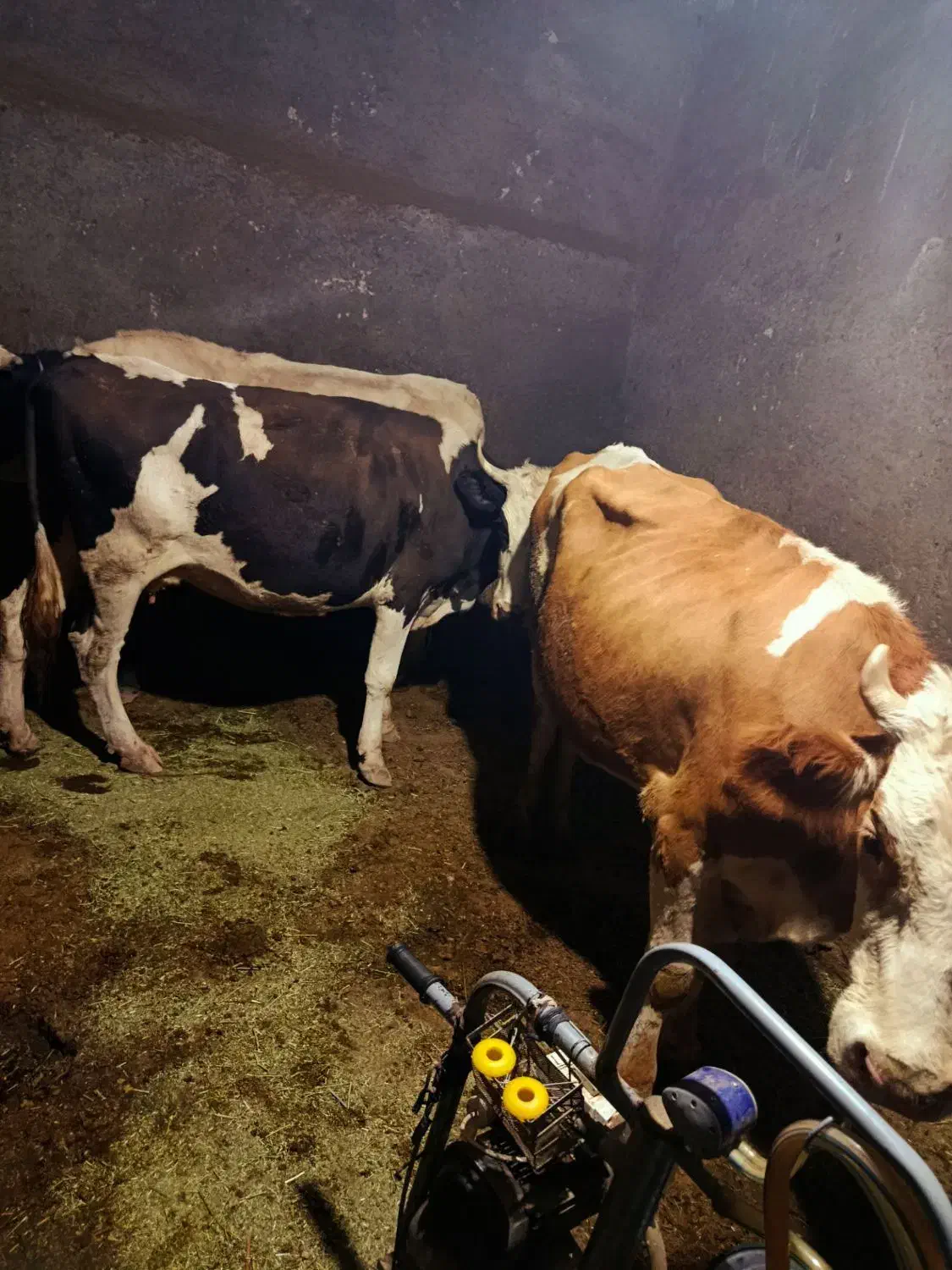 گاو|حیوانات مزرعه|حلب, |دیوار