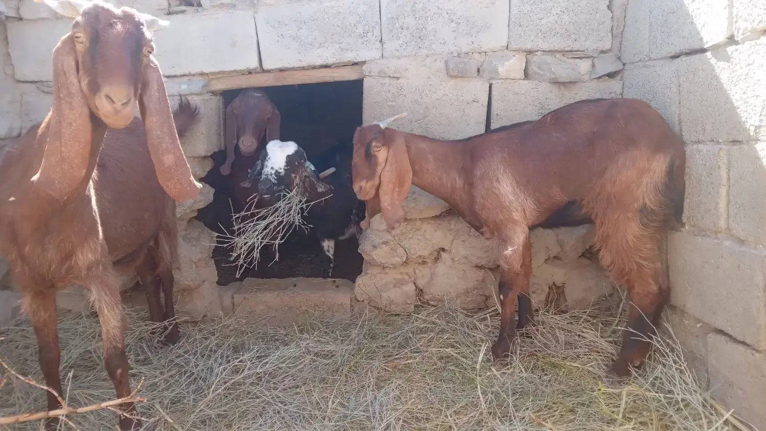 دوعددبز|حیوانات مزرعه|آسارا, |دیوار