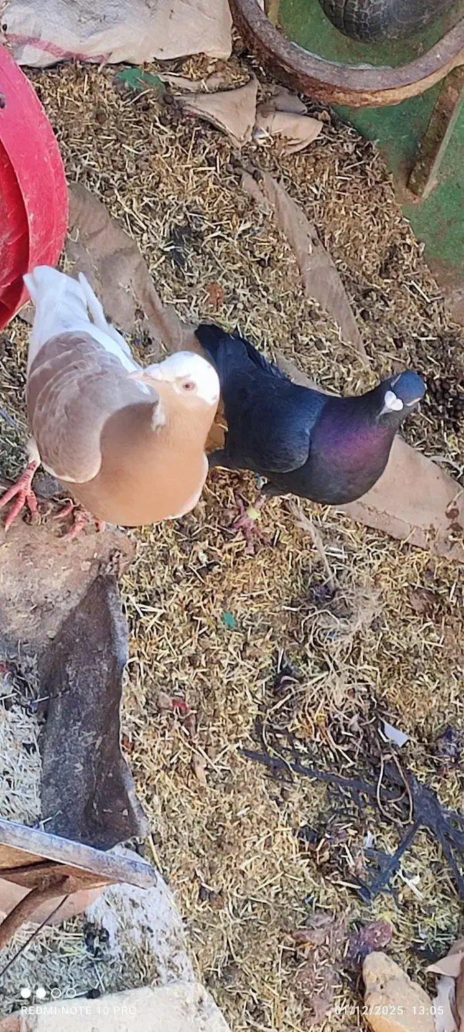 کفتر|پرنده|سربیشه, |دیوار