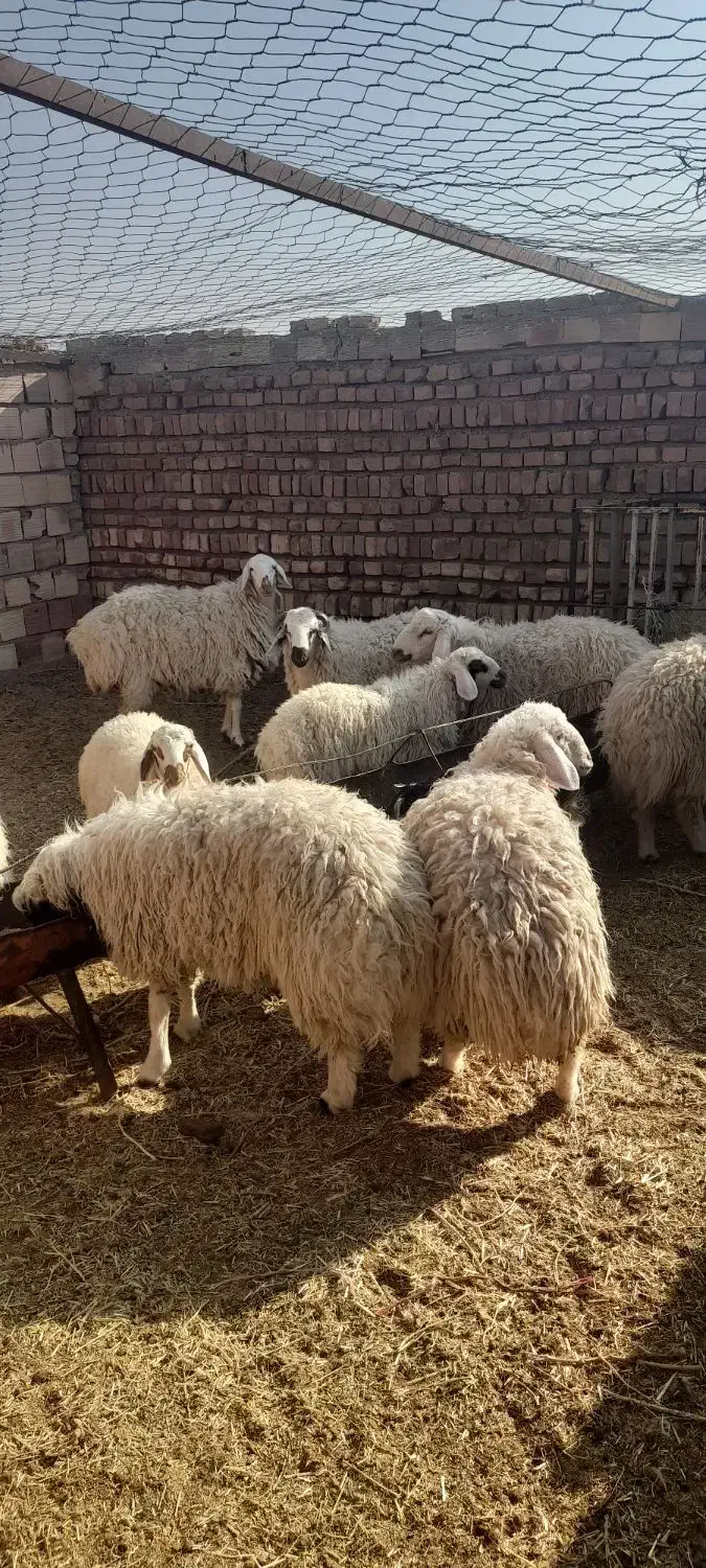 بره و بزغاله|حیوانات مزرعه|قائن, |دیوار