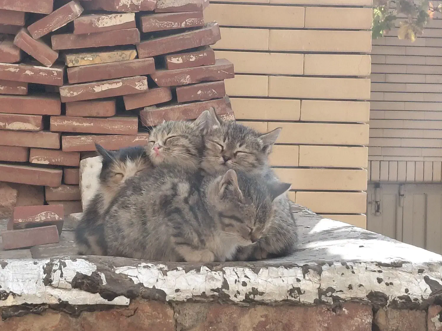 گربه|گربه|مراغه, |دیوار