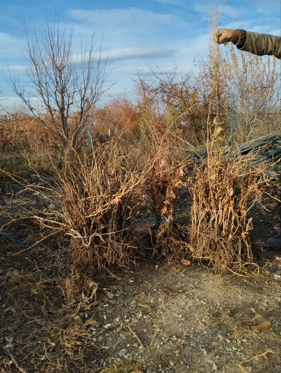 نهال انگور تضمینی|خدمات باغبانی و درختکاری|ارومیه, |دیوار