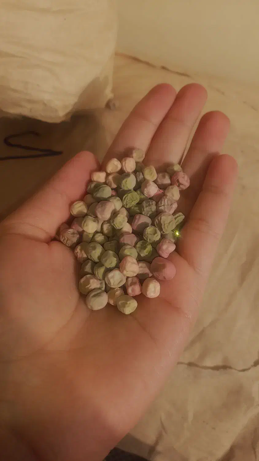 بذرنخودفرنگی ولفو هلند ۴۰کیلو|گل و گیاه طبیعی|فاضل آباد, |دیوار