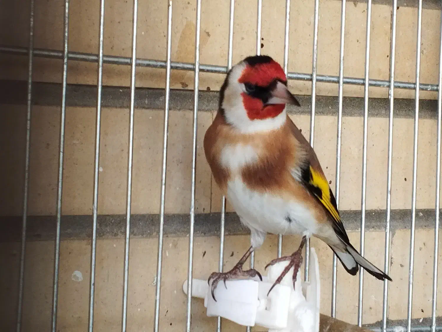 سهره نر|پرنده|اصفهان, شاهد|دیوار