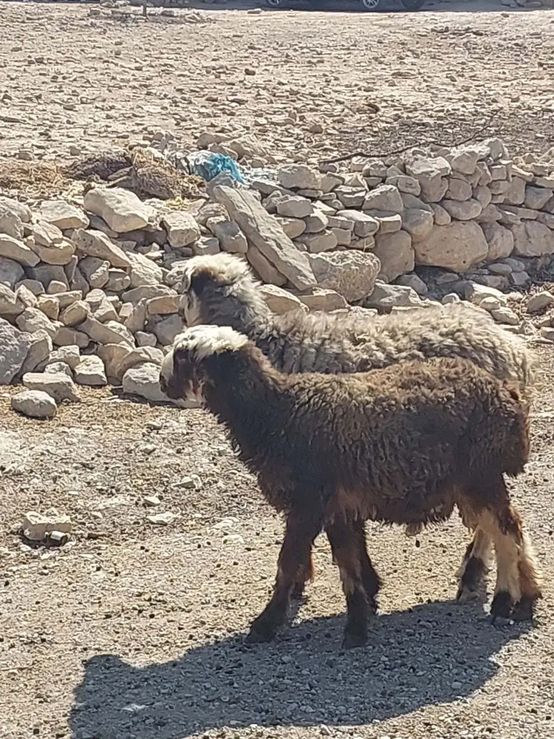 میش بره دار سرحال سالم سالم|حیوانات مزرعه|ارم, |دیوار