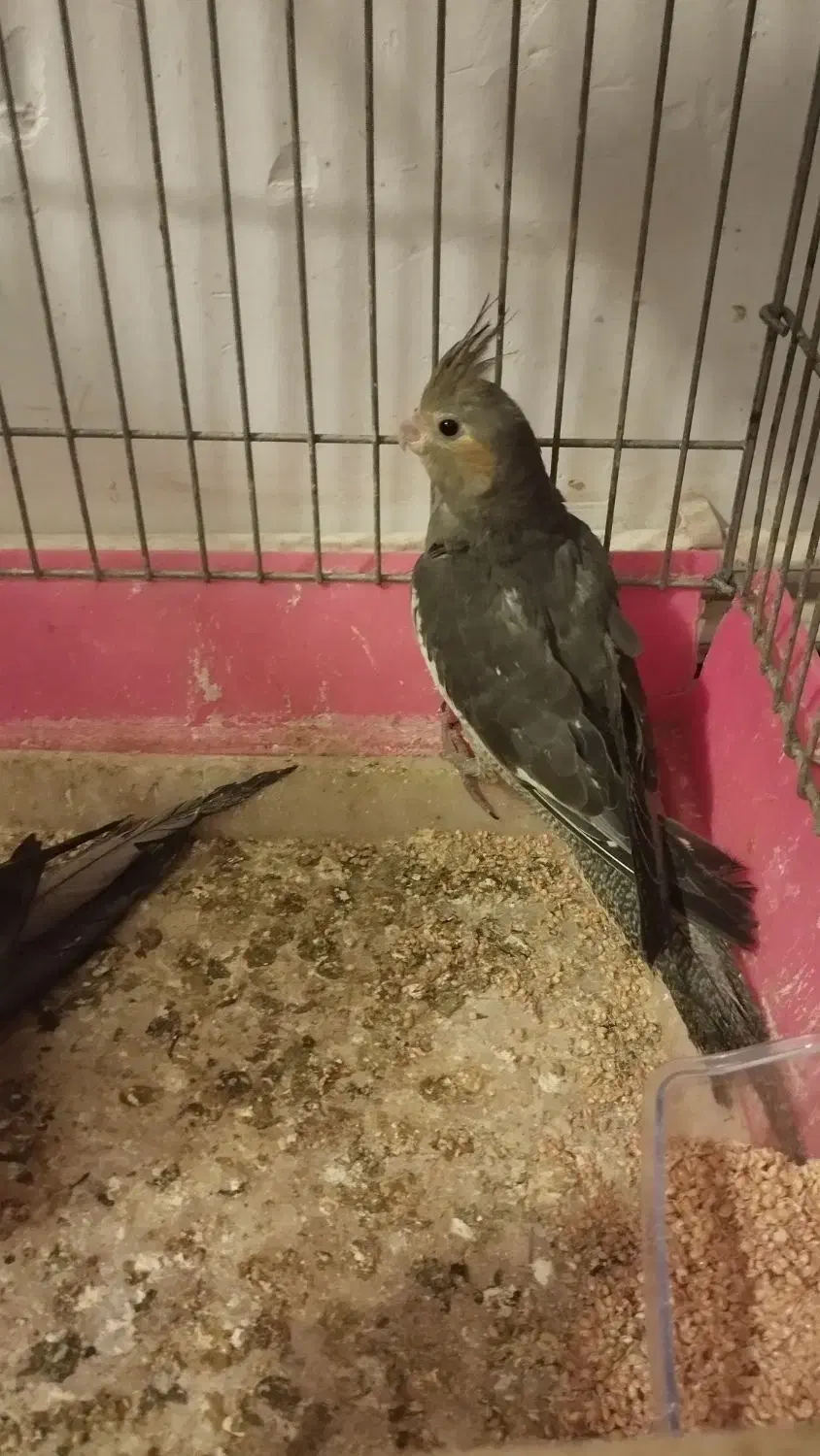 فروش عروس هلندی|پرنده|تبریز, |دیوار