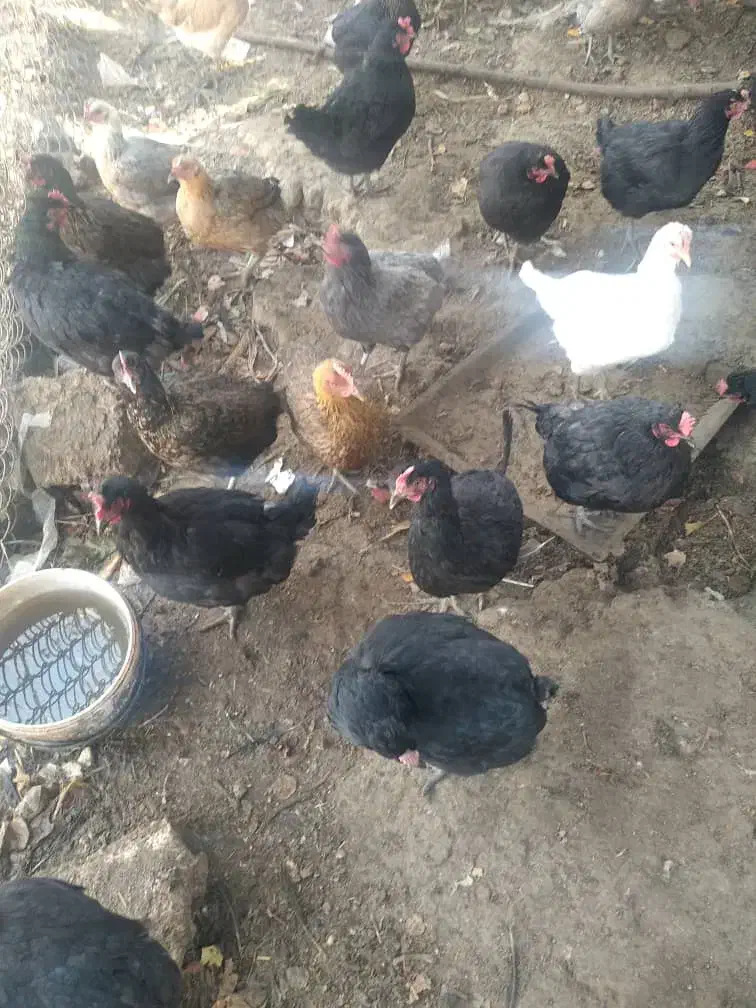 مرغ تخم گذار|حیوانات مزرعه|لنجان, |دیوار