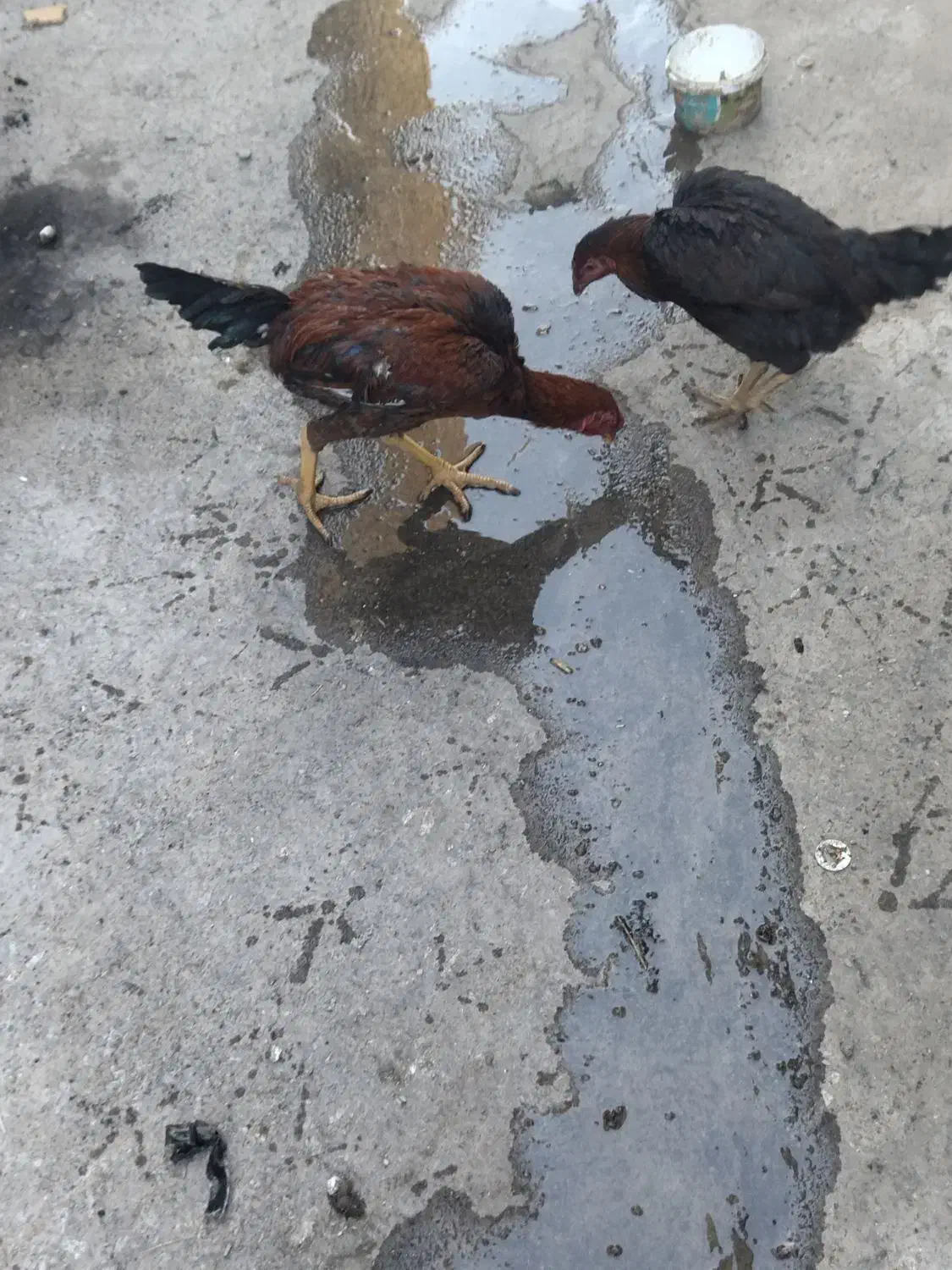 مرغ و خروس لاری|حیوانات مزرعه|چناران, |دیوار