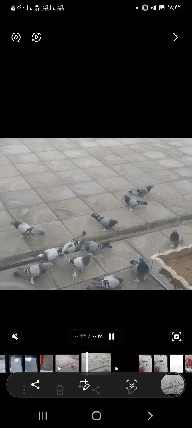 سه تا ترکیه بفروش میرسد|پرنده|کشاورز, |دیوار