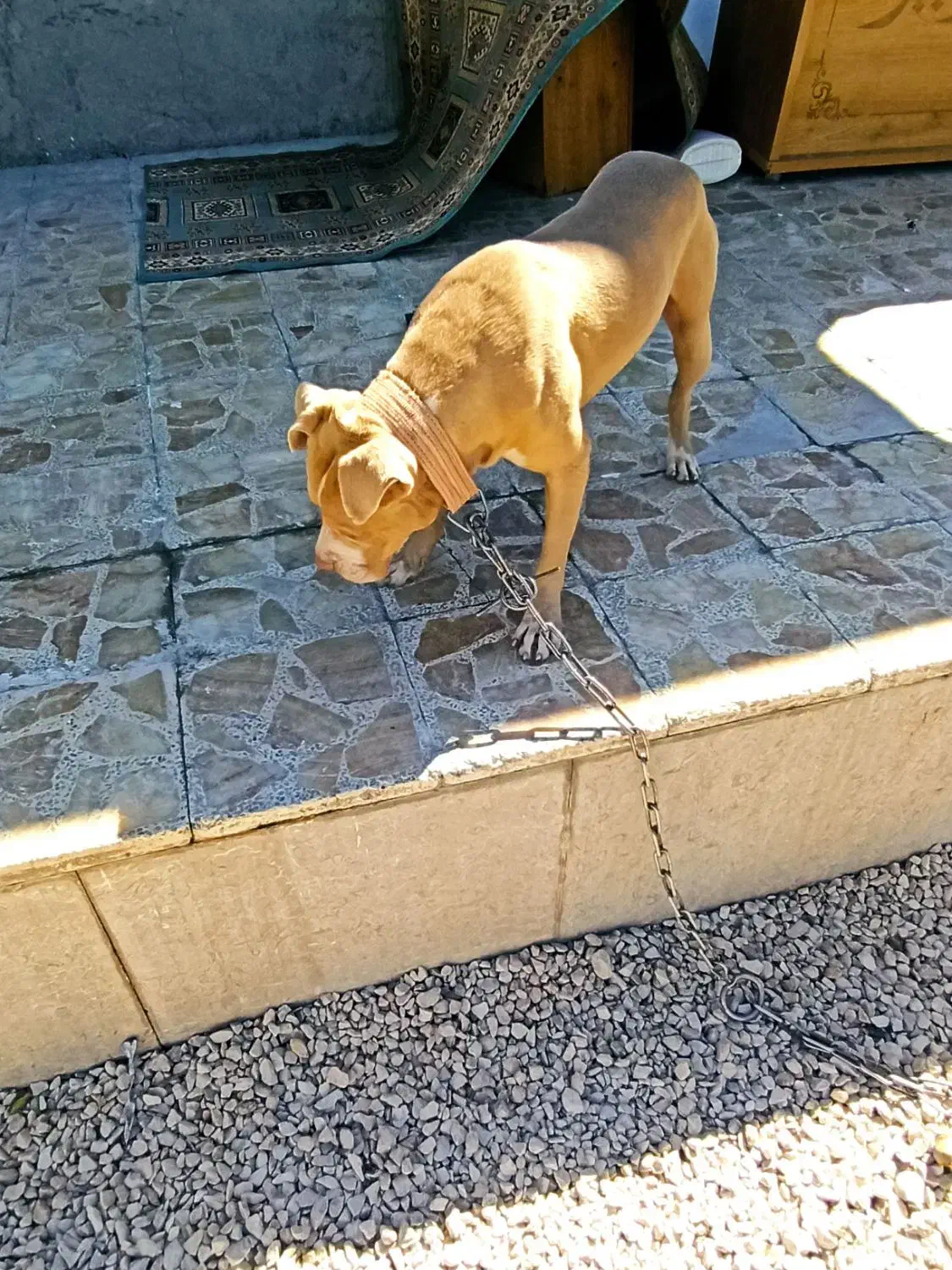 پیت بول نر وارداتی ۲سال و نمیه|سگ|اصفهان, ستار|دیوار