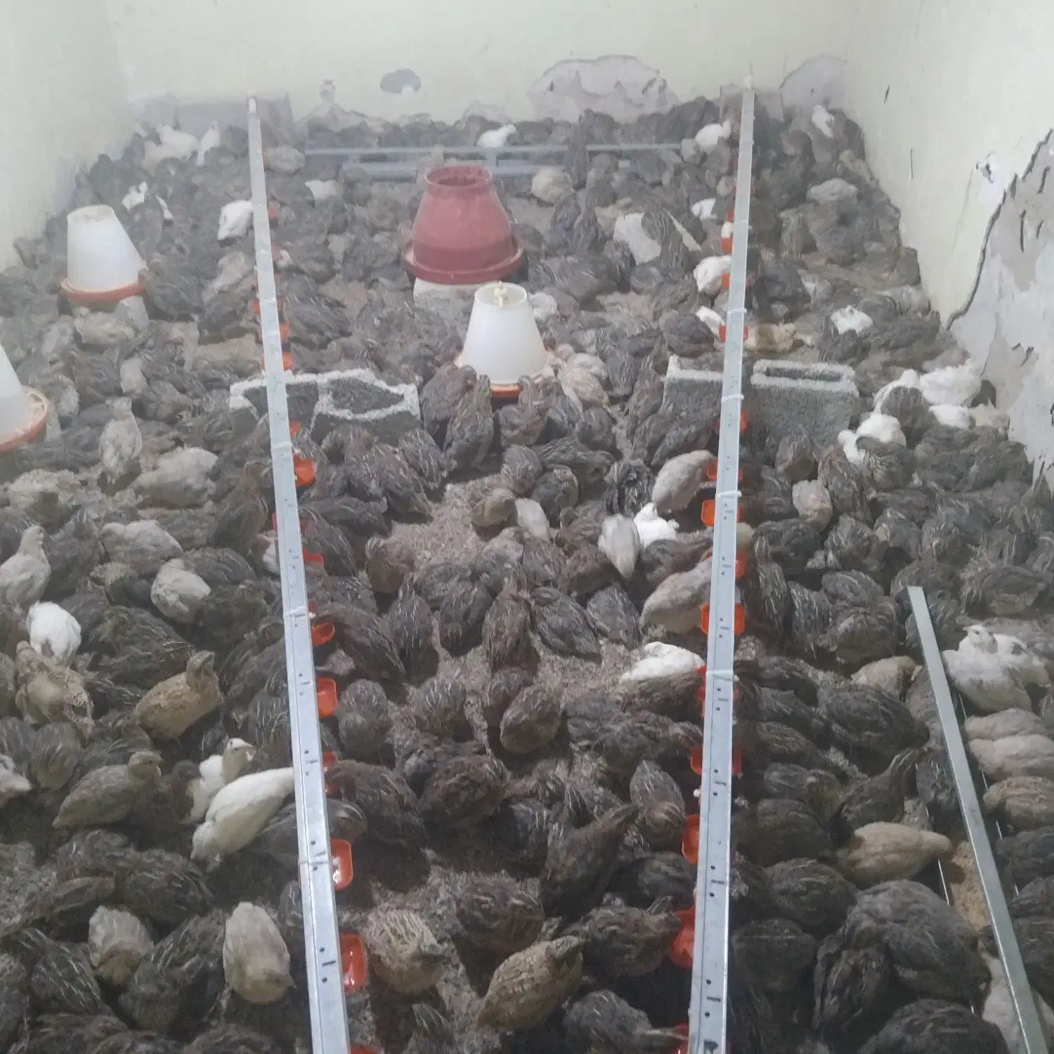 بلدرچین|پرنده|رویدر, |دیوار